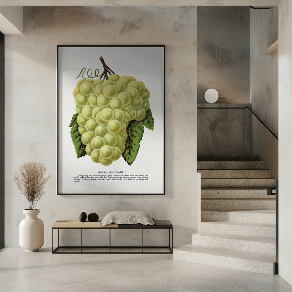 Lithografie „Grüne Bergtraube“ | Poster