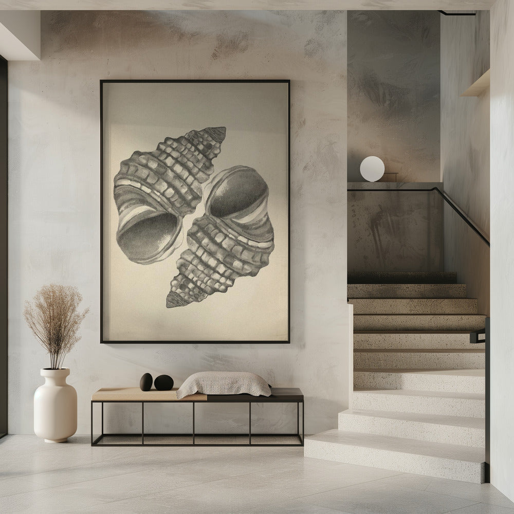 Muscheln | Poster