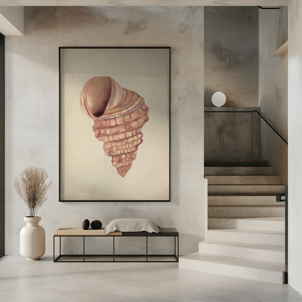 Rosa Muscheln | Poster