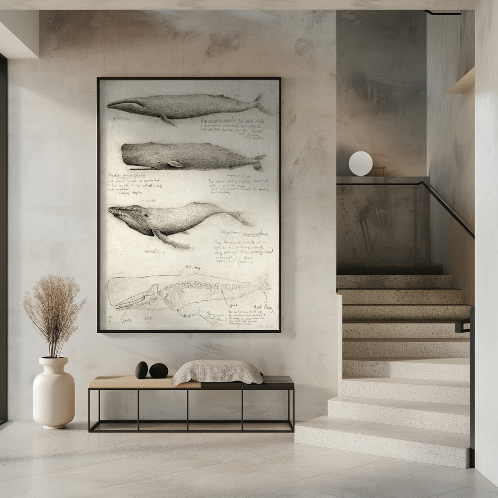 Skizzen verschiedener Wale | Poster