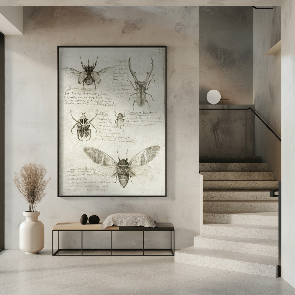Skizzen von Käfern und Insekten | Poster