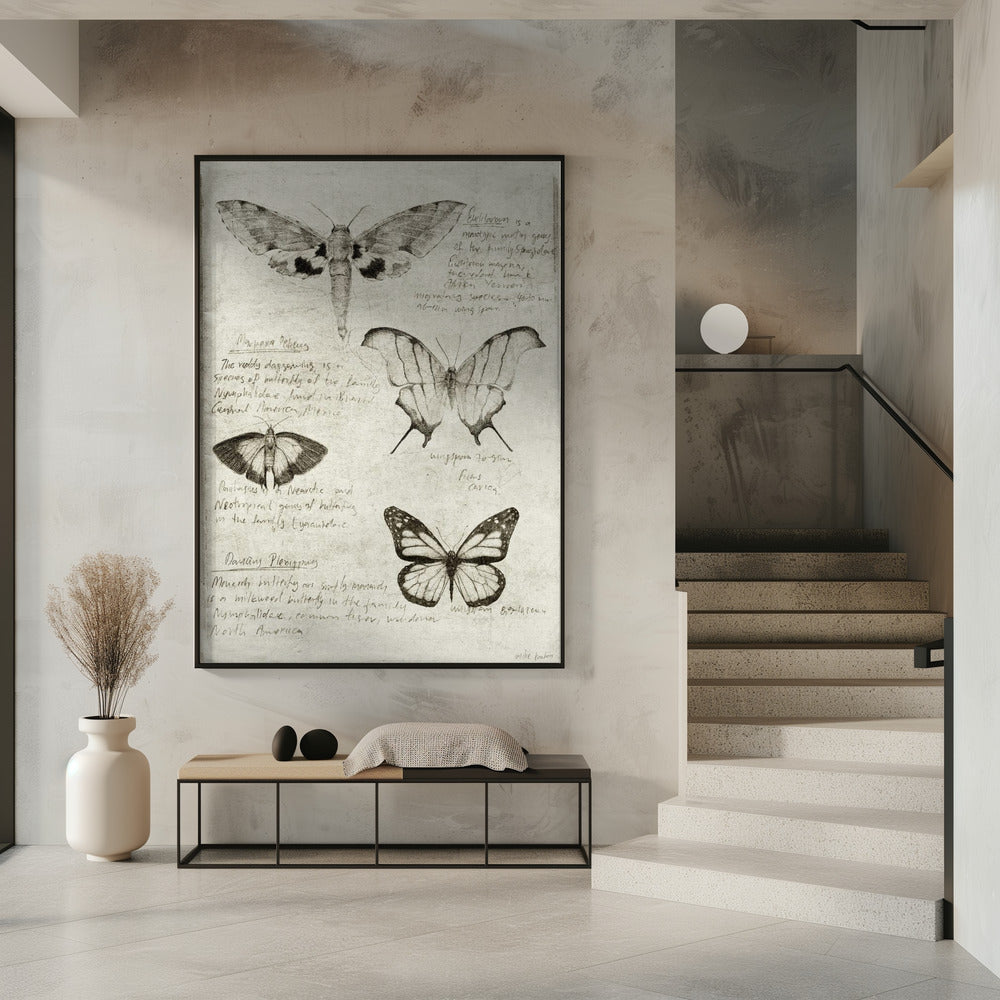 Schmetterlingsillustrationen | Poster