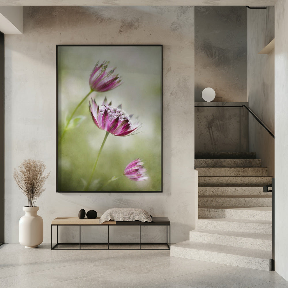 Astrantia | Poster