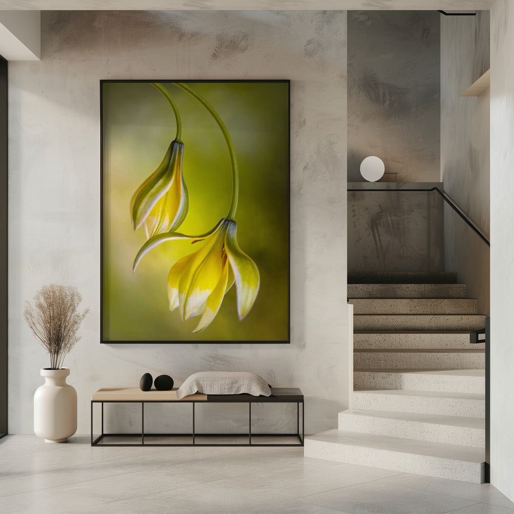 Tulipa | Poster