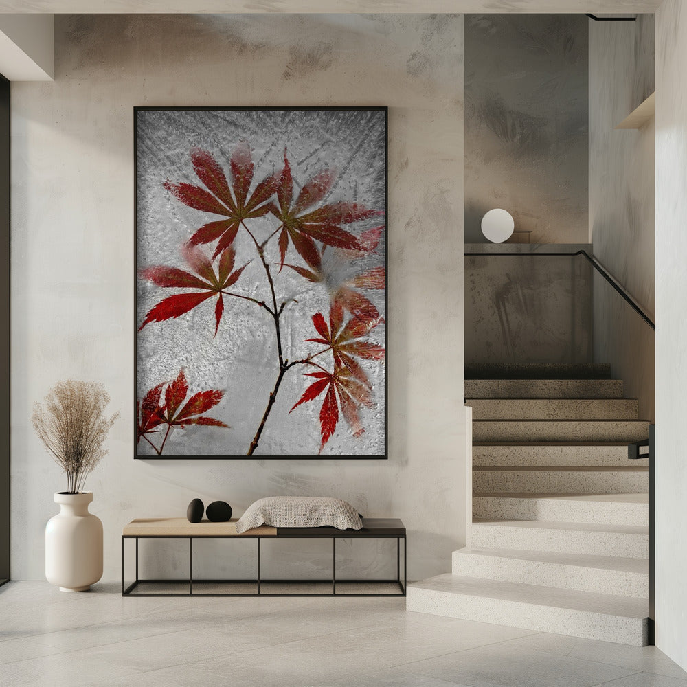 roter Ahorn | Poster