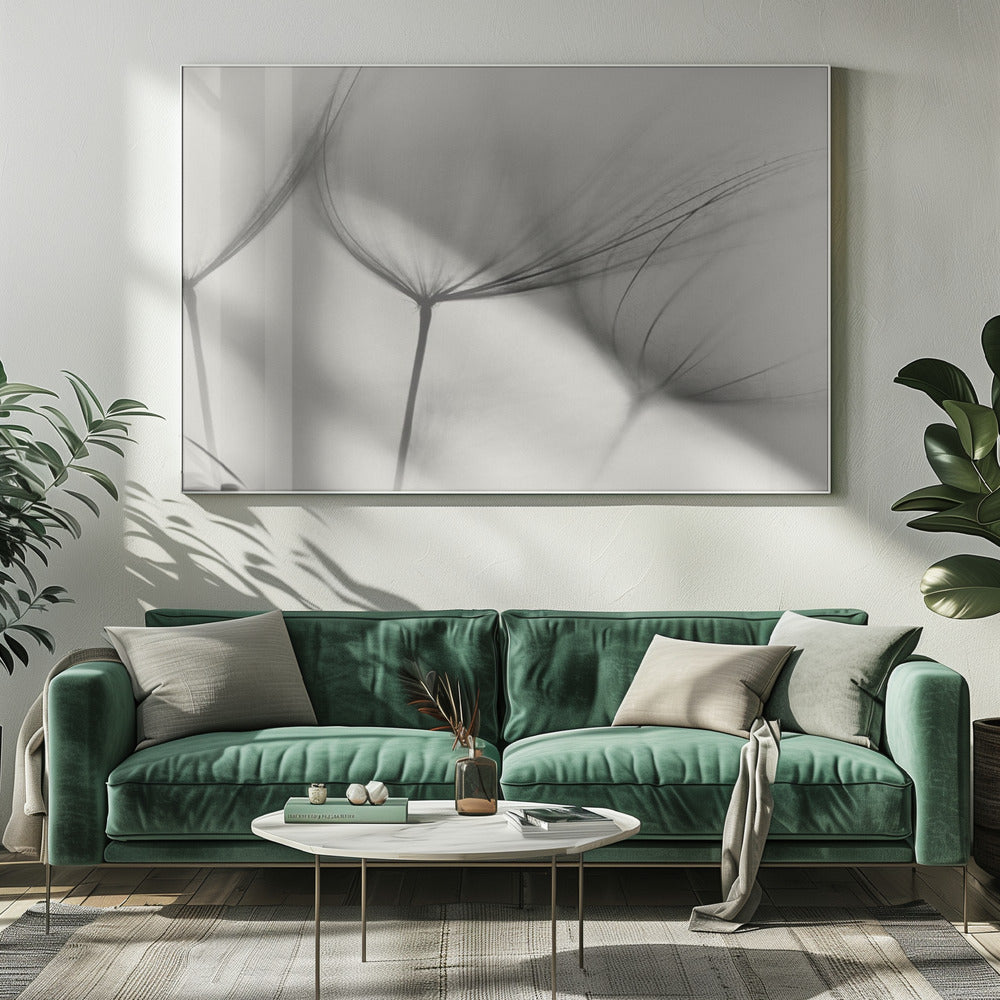 Tragopogon | Leinwand