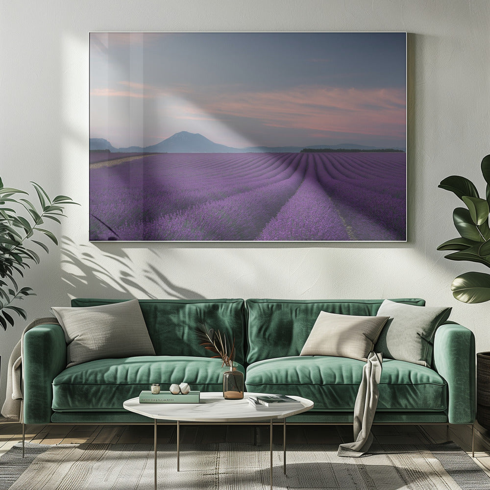 Lavendelfeld | Leinwand