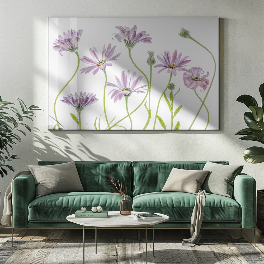Cape Daisies | Leinwand