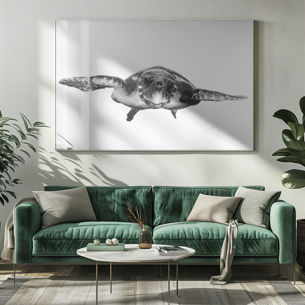 Weiß und Schildkröte | Leinwand