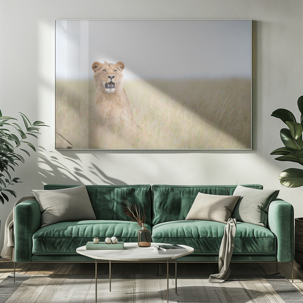 Junger Löwe | Leinwand