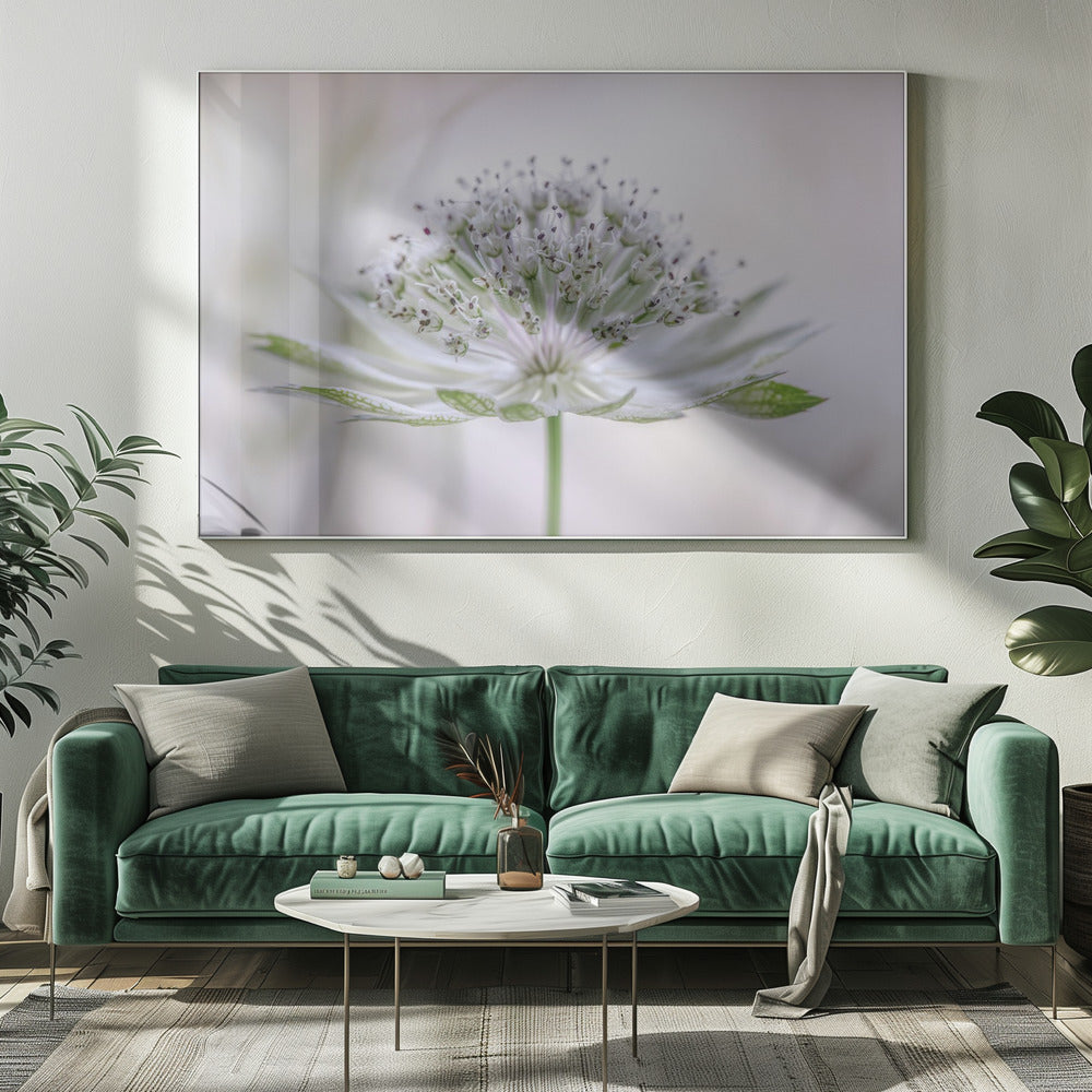 Astrantia | Leinwand
