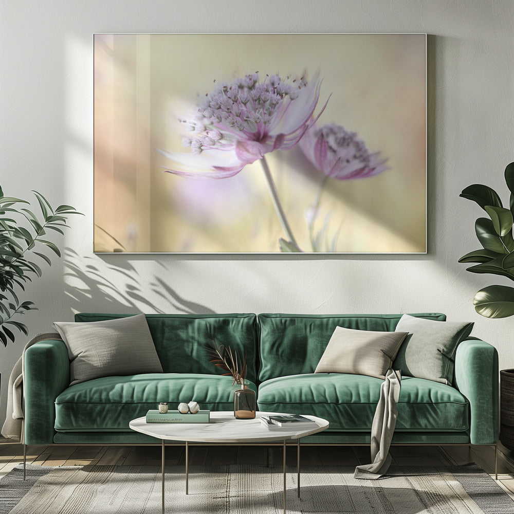 Rosa Astrantia | Leinwand