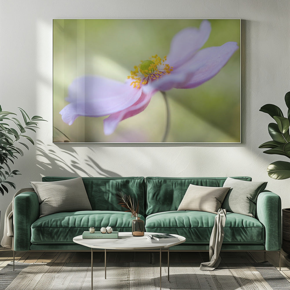 Japanische Anemone | Leinwand