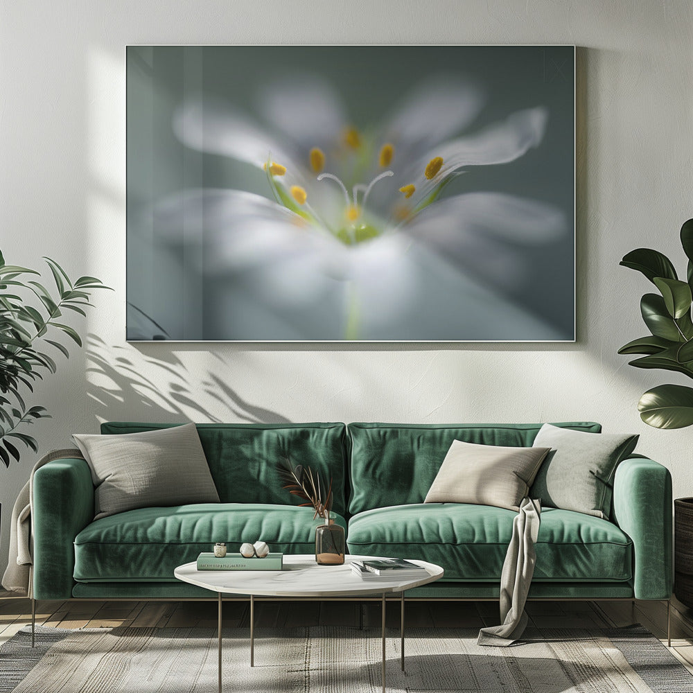 Sternmiere | Leinwand