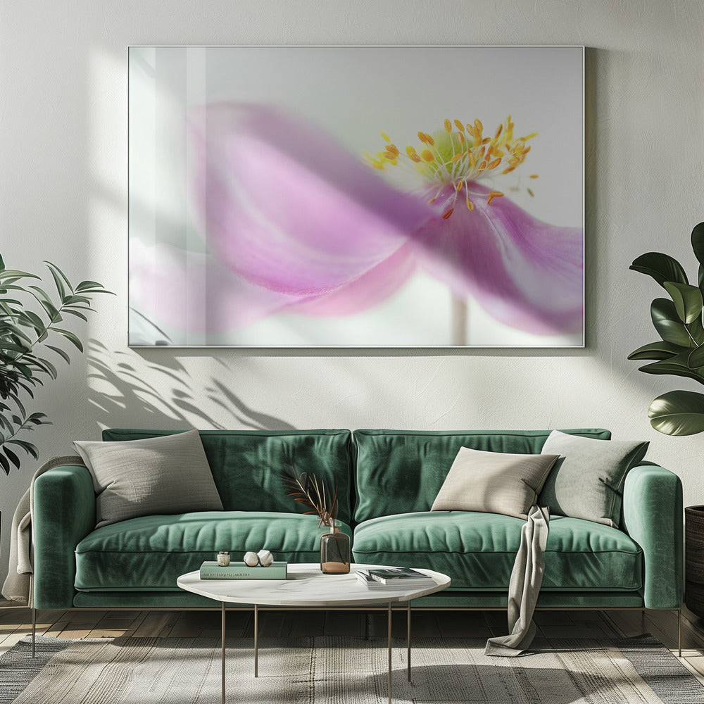 Anemone | Leinwand