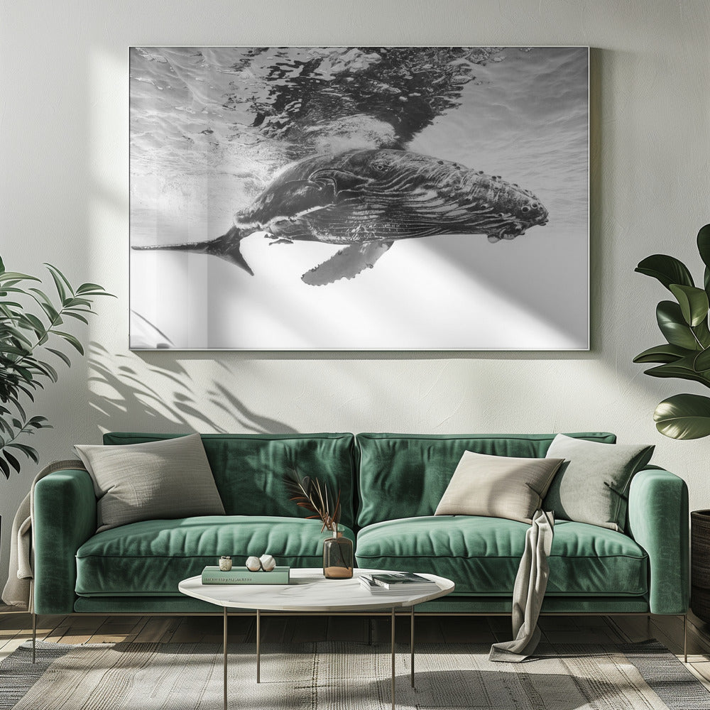 Buckelwal-Kalb | Leinwand