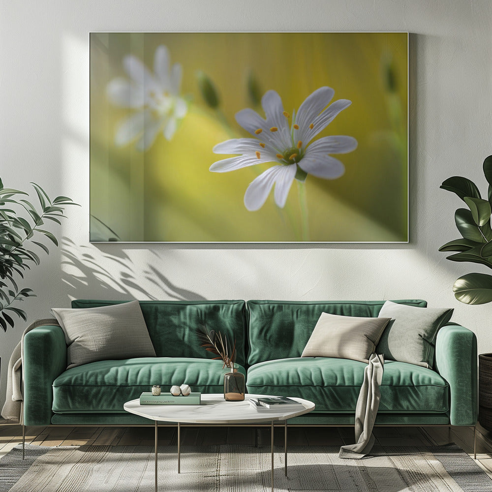 Sternmiere | Leinwand