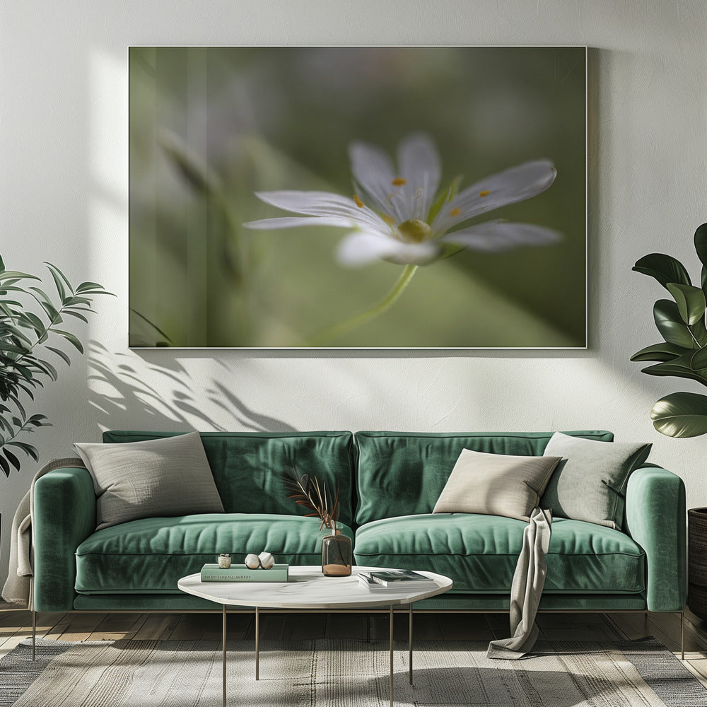 Sternmiere | Leinwand