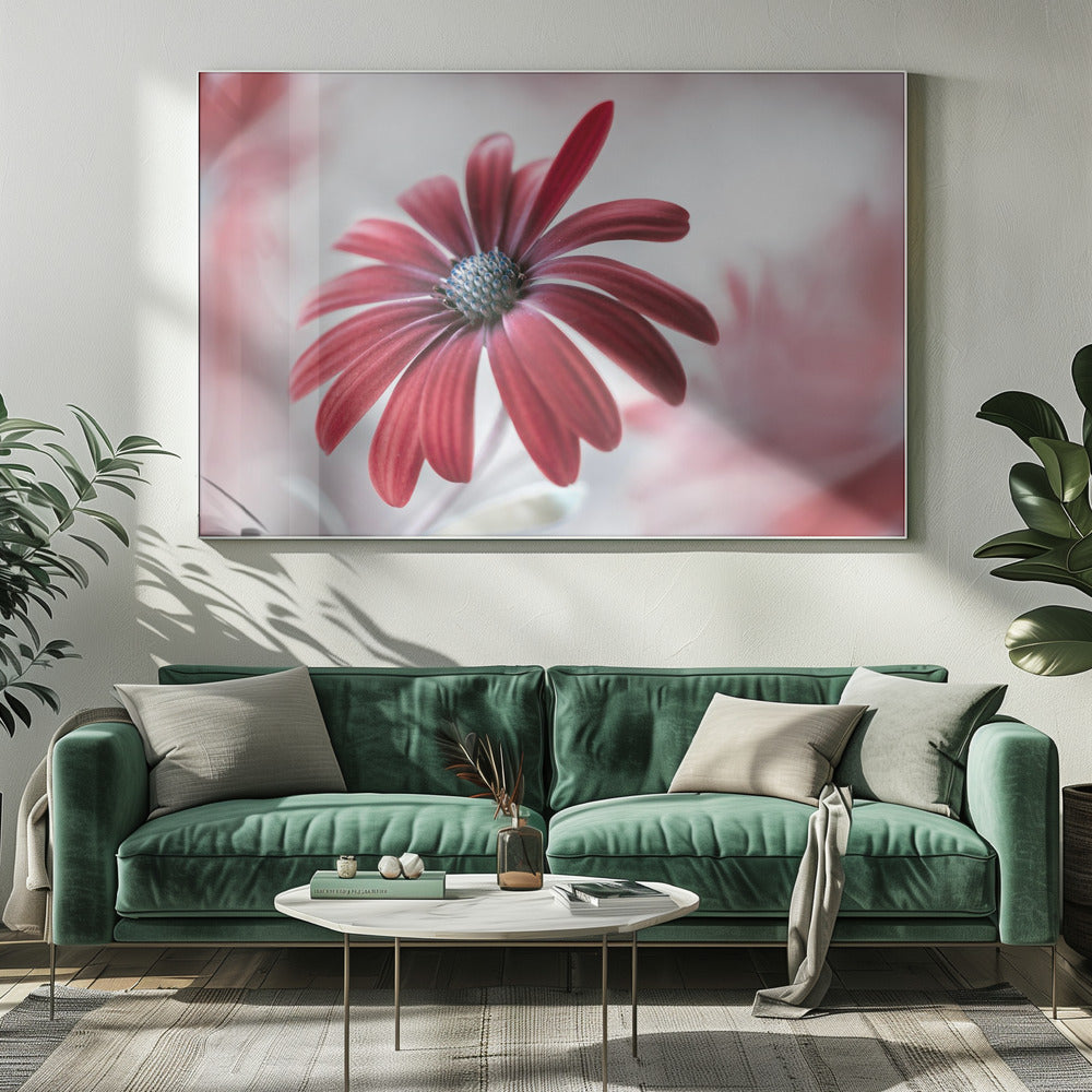 Gänseblümchen | Leinwand