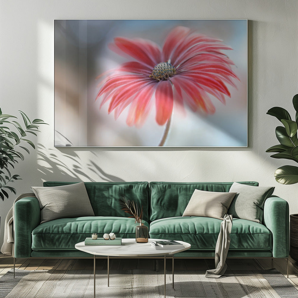 Cape Daisy* | Leinwand