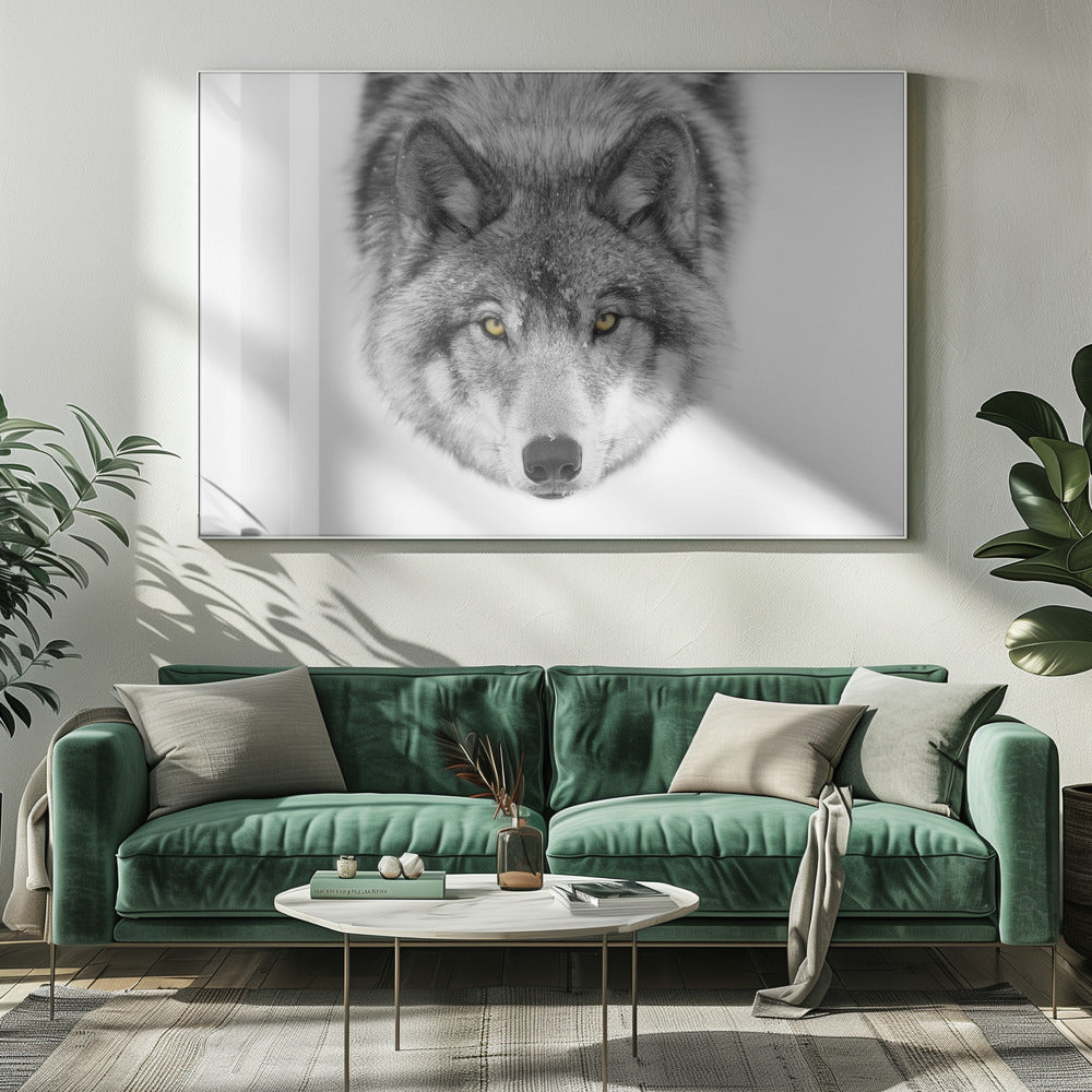 Gelbe Augen - Timberwolf | Leinwand