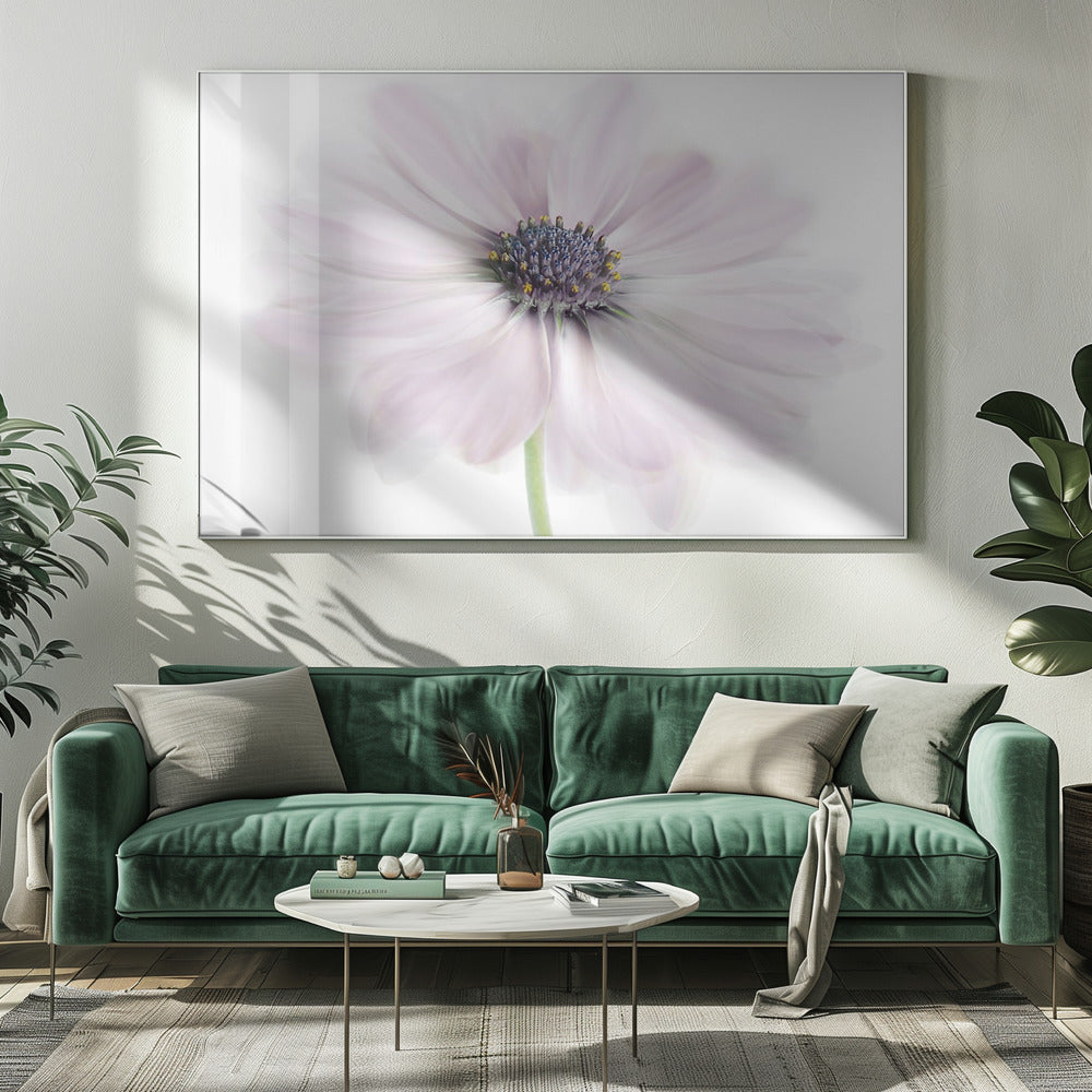 Cape Daisy | Leinwand