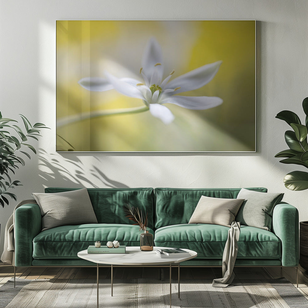 Ornithogalum | Leinwand