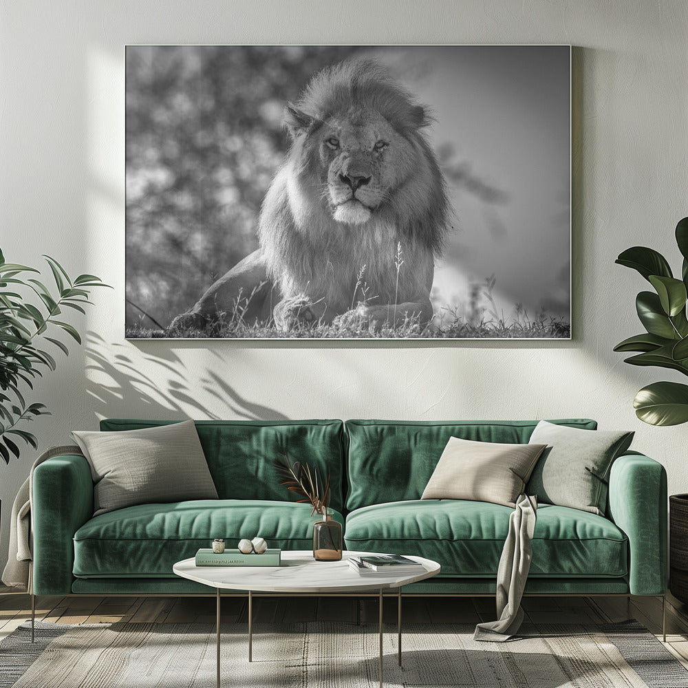 Monochromatischer König der Löwen | Leinwand