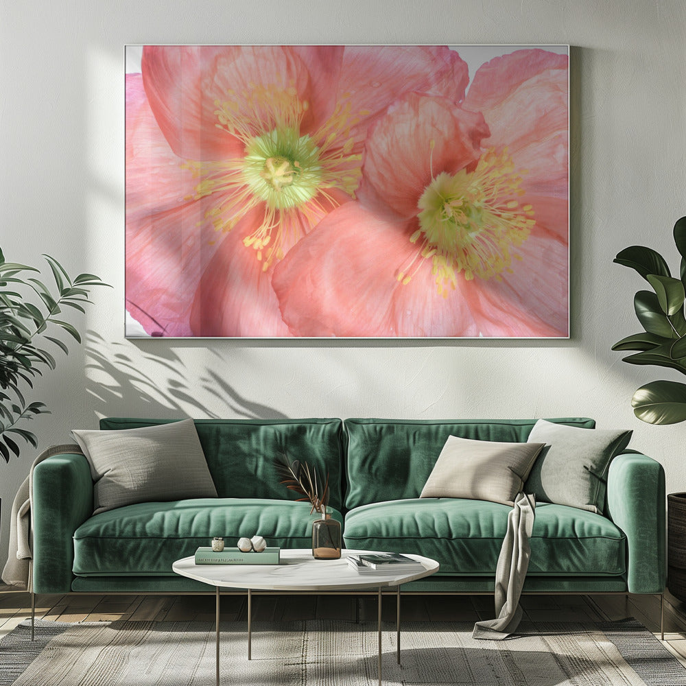 Papaver | Leinwand
