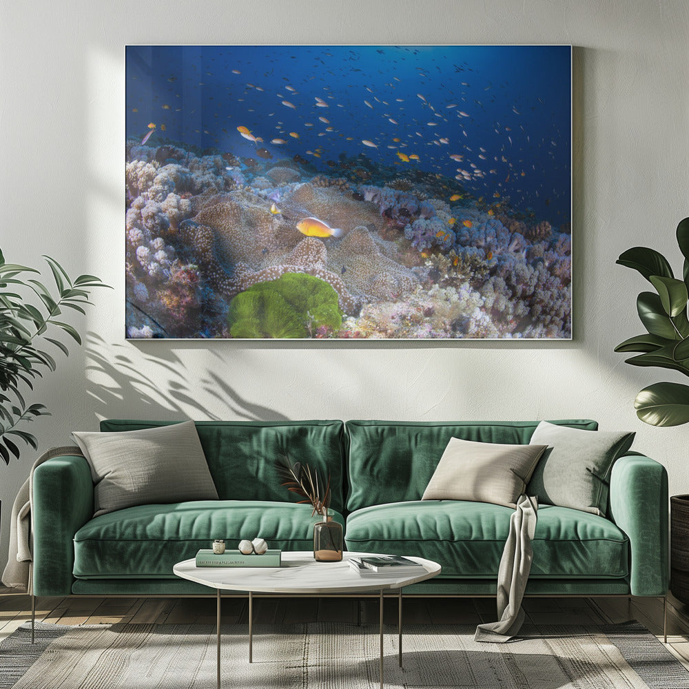 Anemone und Anthias | Leinwand
