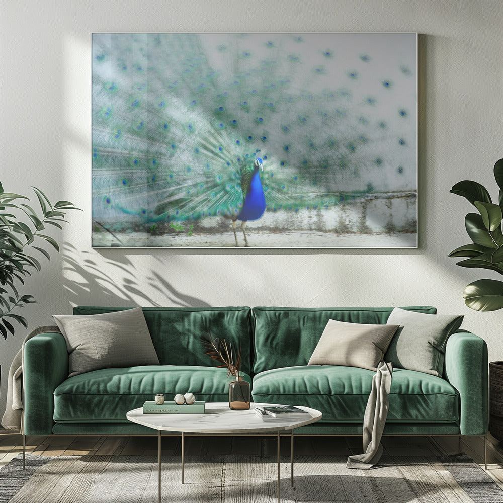 Peacock | Canvas