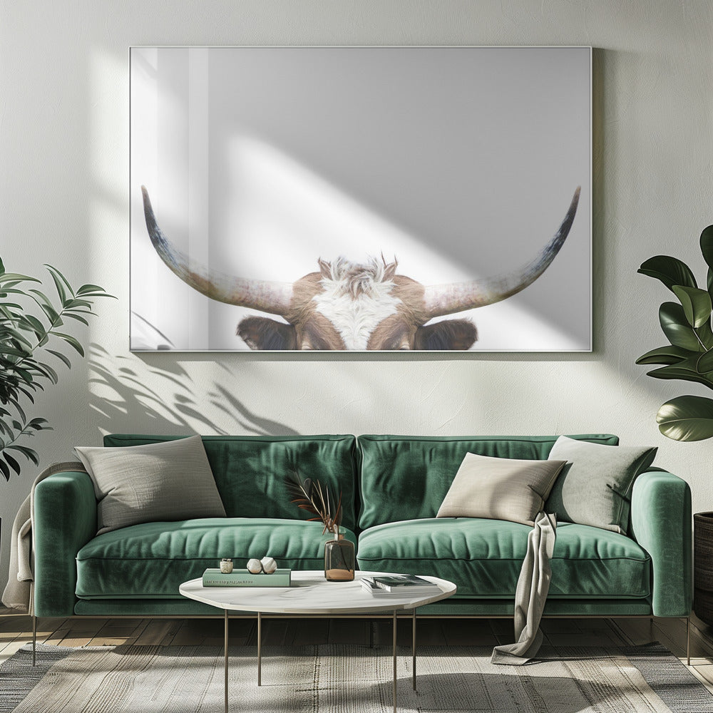Guckende Longhorn-Kuh | Leinwand