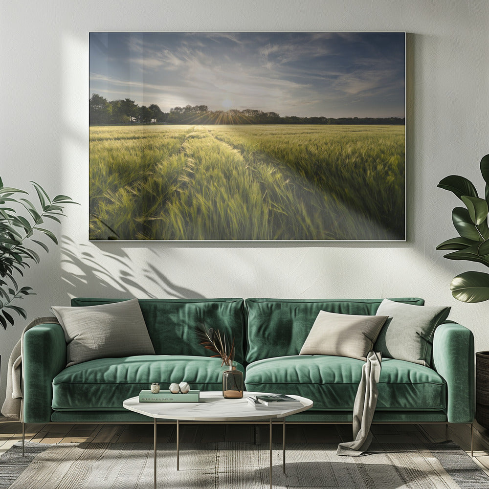 Gerstenwiese | Leinwand