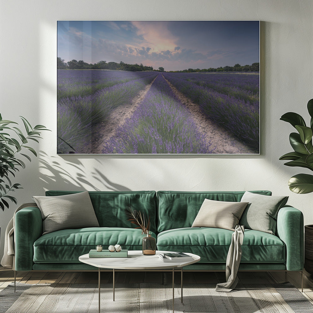 Blauer Lavendel | Leinwand