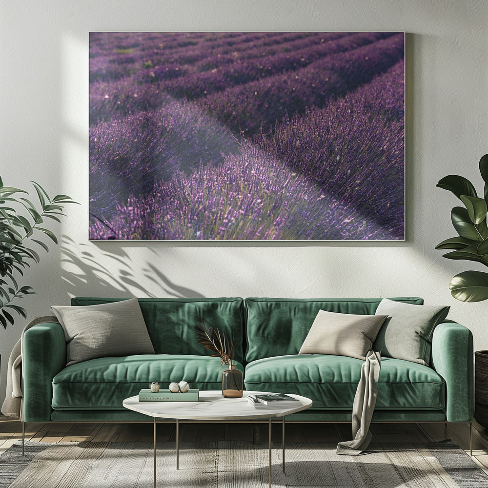 Provence Lavendel | Leinwand