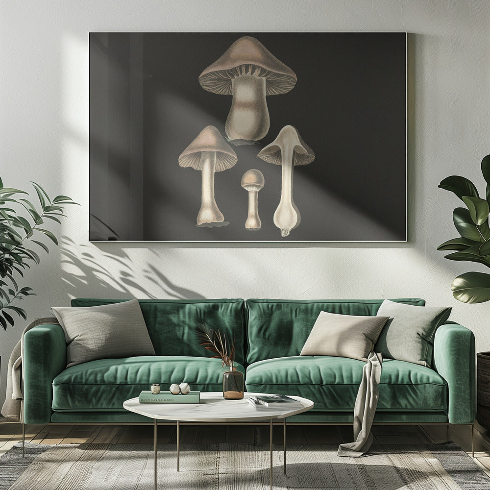 Agaricus Bulbosus Dunkler Hintergrund | Leinwand