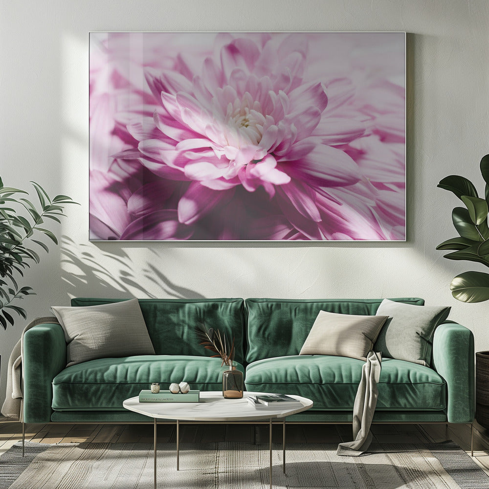 rosa Chrysanthemenblüte | Leinwand