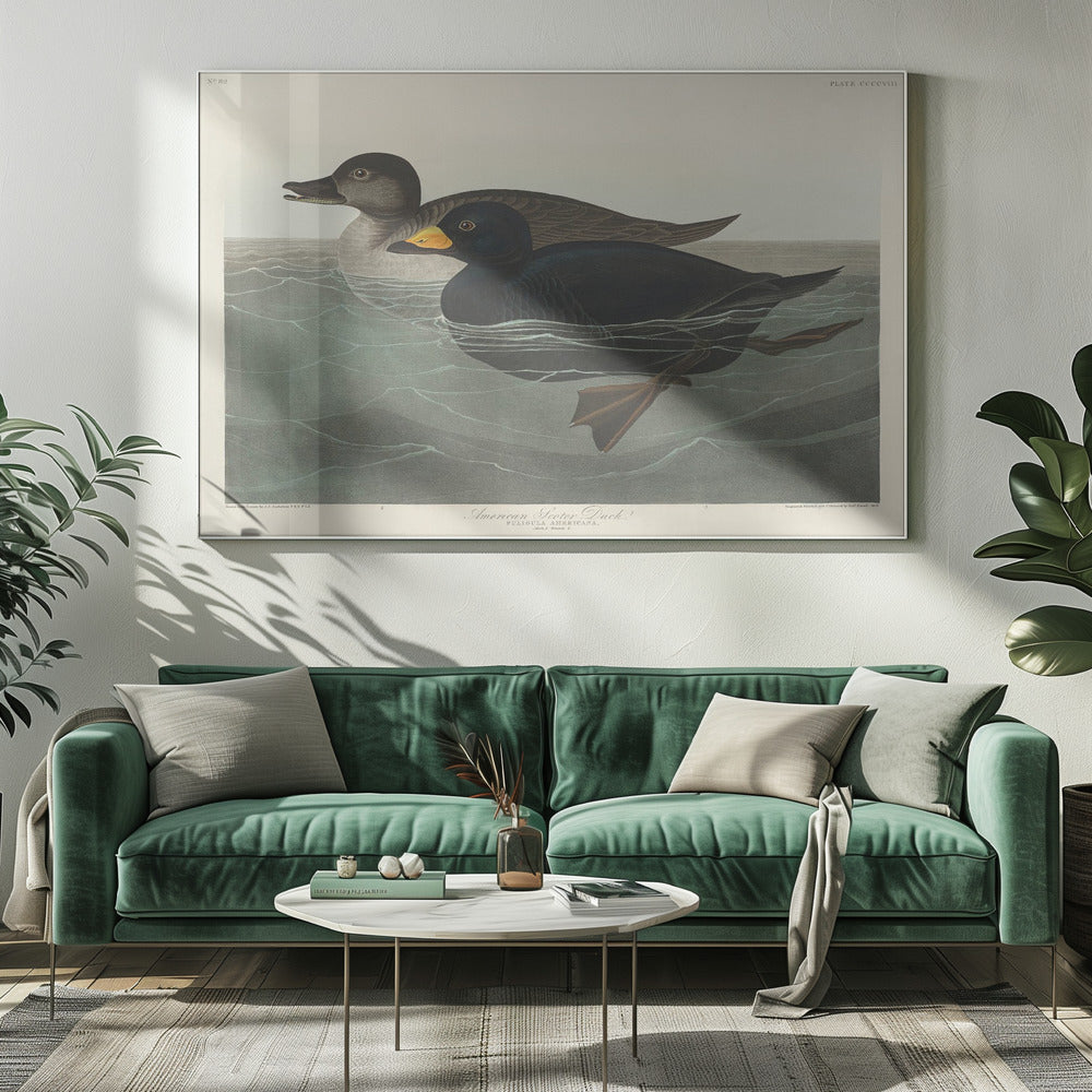 American Scoter Duck From Birds of America (1827) | Canvas
