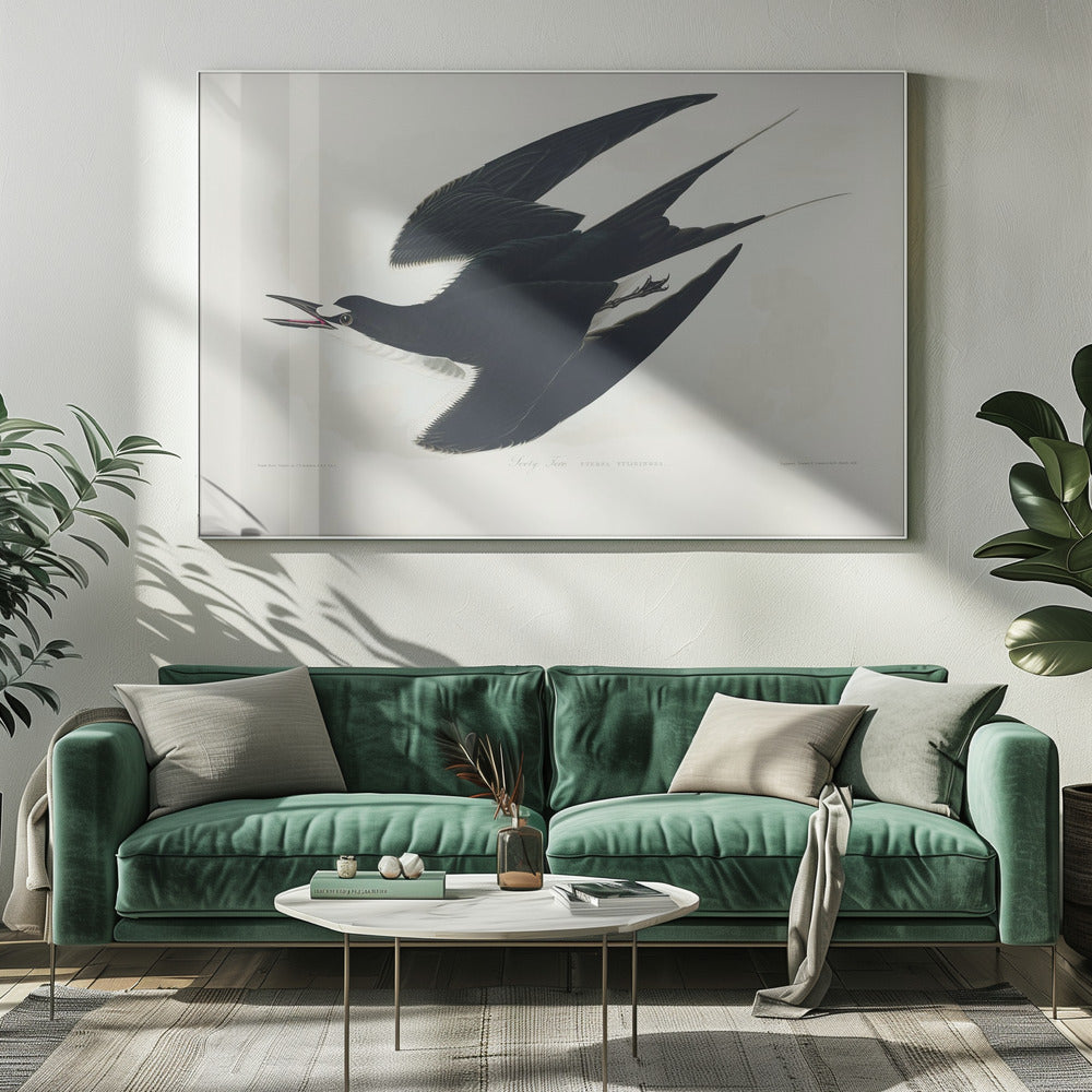 Sooty Tern From Birds of America (1827) | Canvas