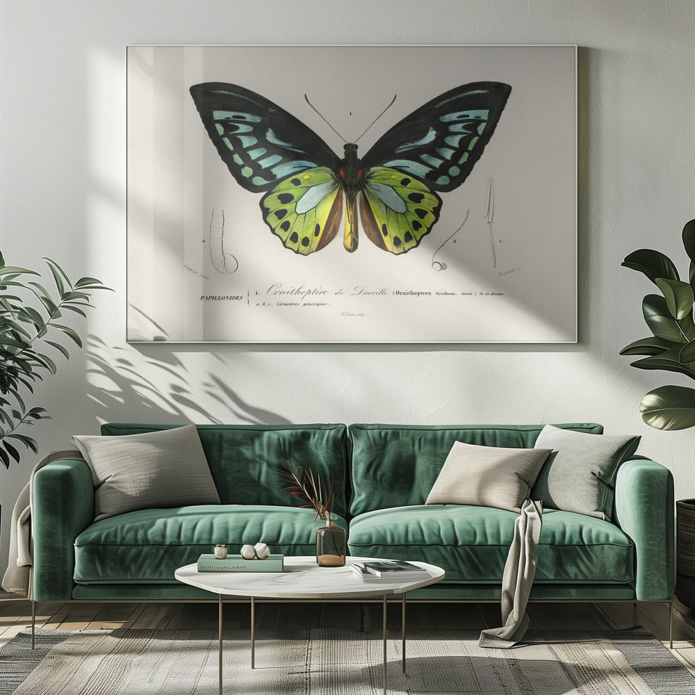 Grüner Vogelflügel Schmetterling | Leinwand