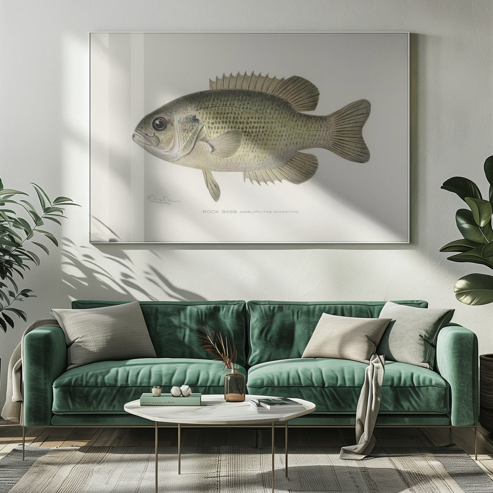 Rock Bass (ambloplites Rupestris) von Sherman F. Denton (1856 1937) | Leinwand
