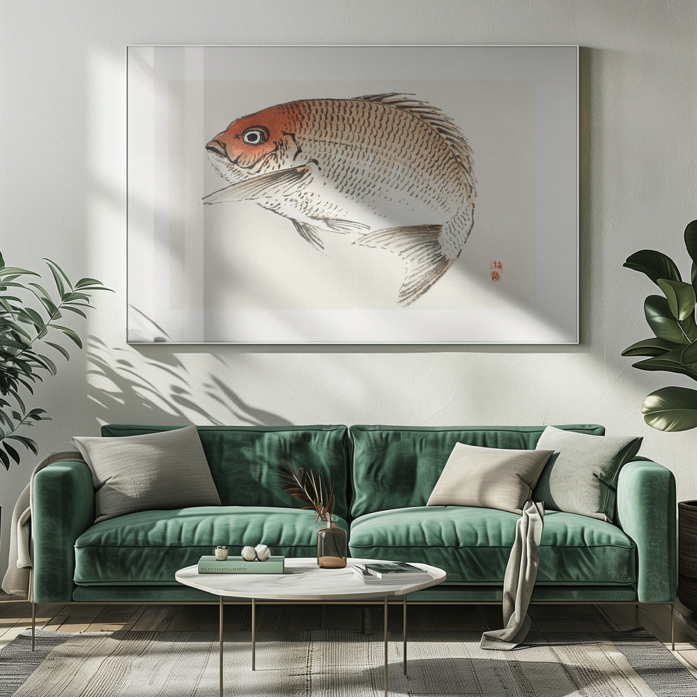 Tai (red Seabream) Fish | Canvas