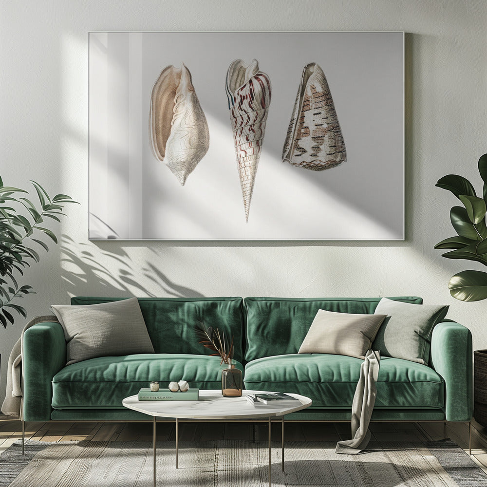 Drei Weichtiere Crop | Leinwand