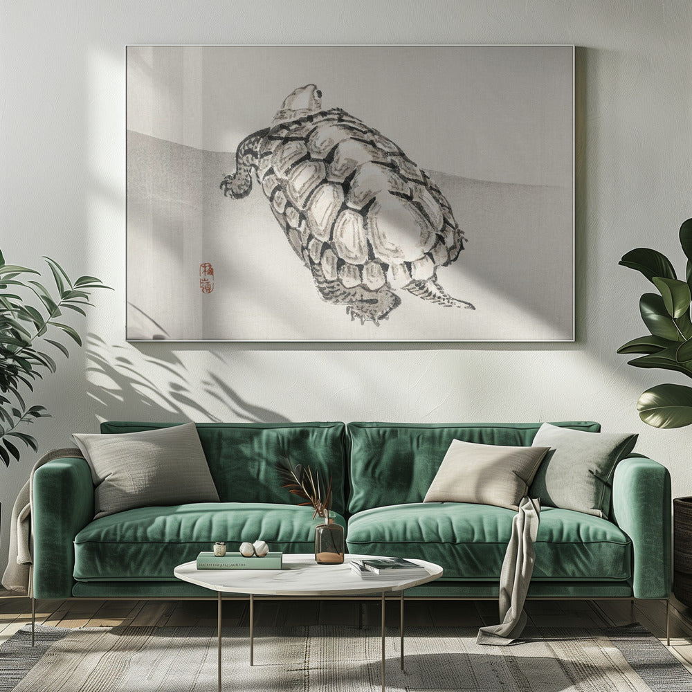 Turtle | Canvas
