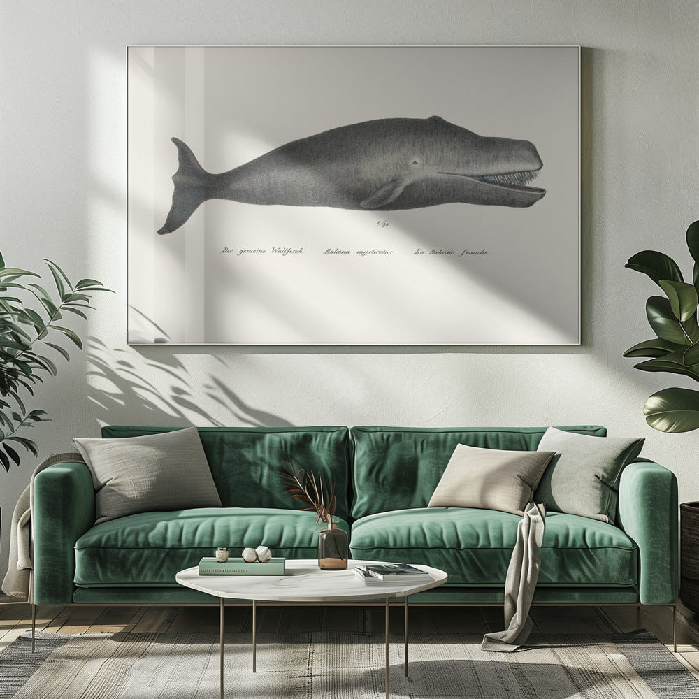 Whale Ii Antique Handcolored Sealife Lithograph 1824 | Canvas
