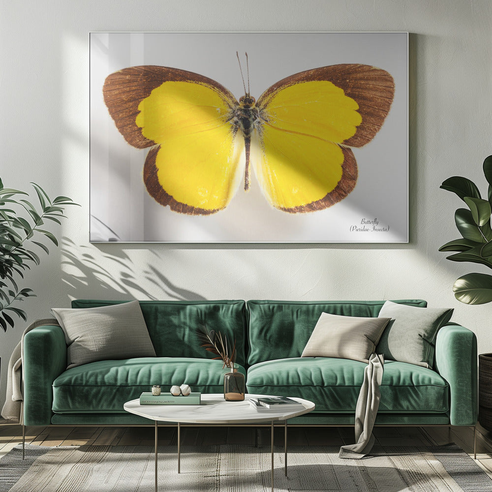 Schmetterling - 2 | Leinwand