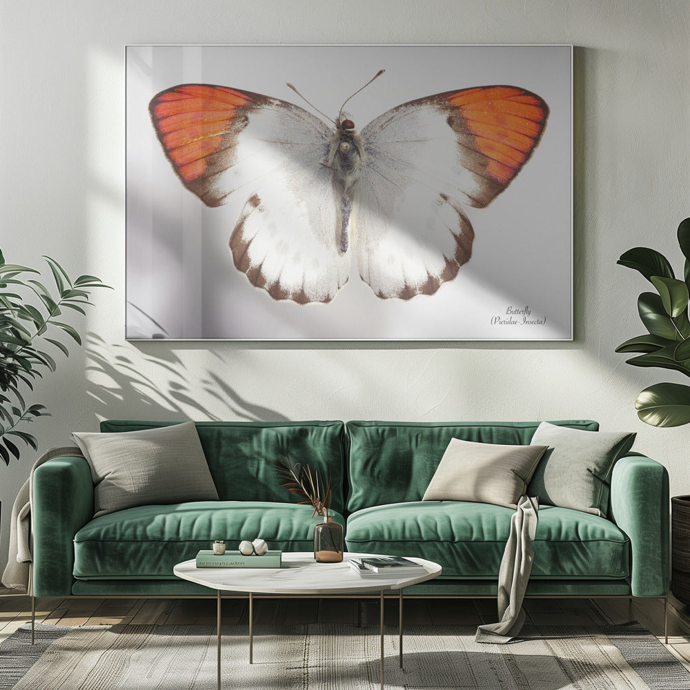 Schmetterling - 3 | Leinwand