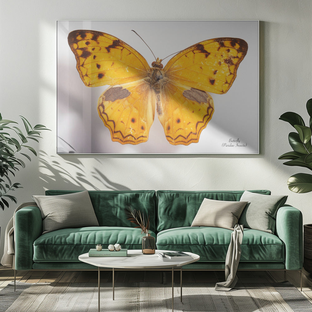 Schmetterling - 10 | Leinwand