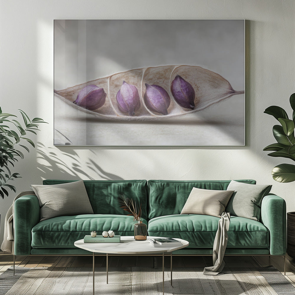Lila Pod Harmony | Leinwand