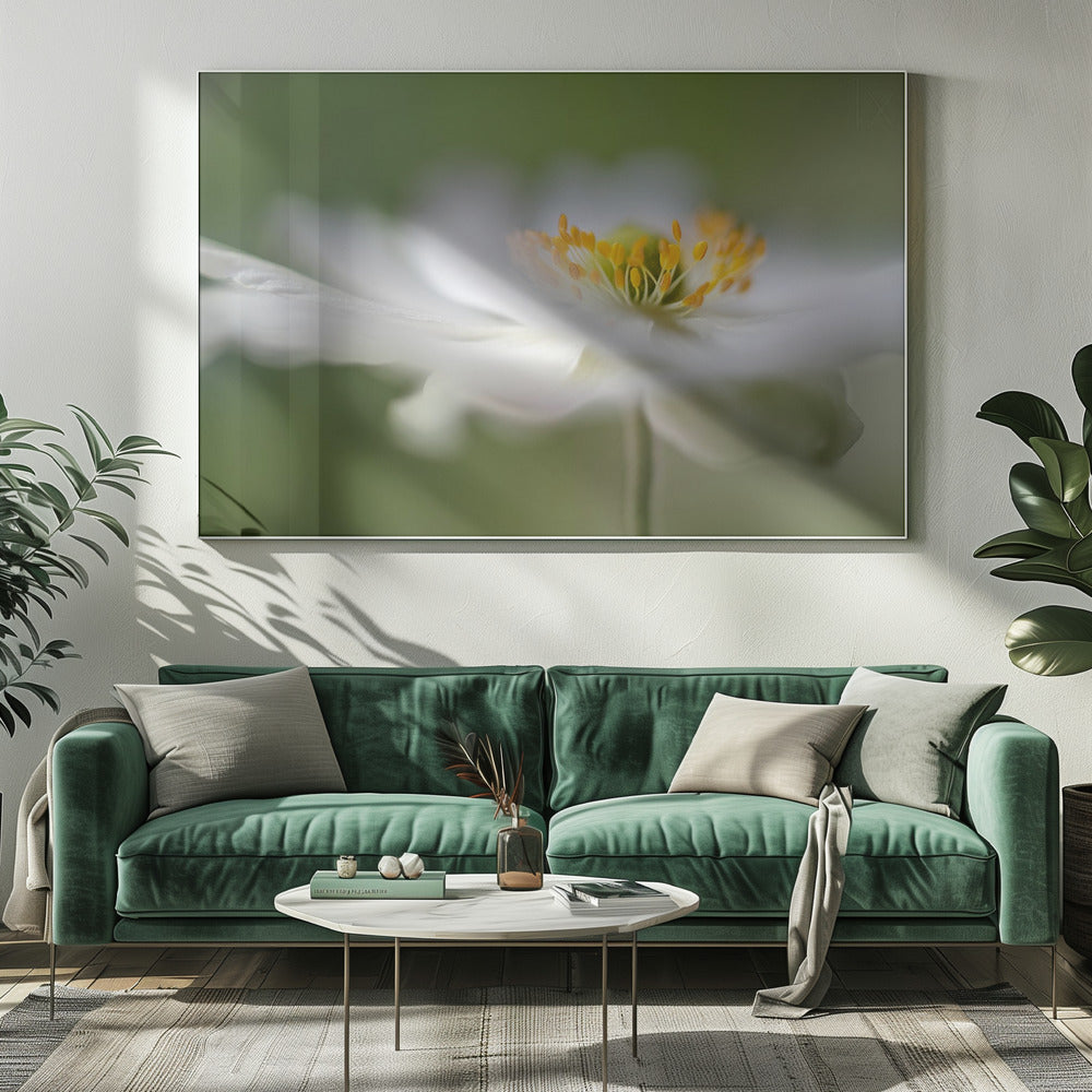 Weiße Anemone | Leinwand
